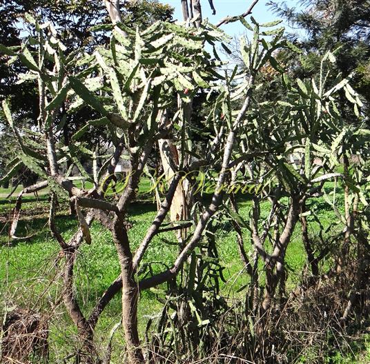  Plants